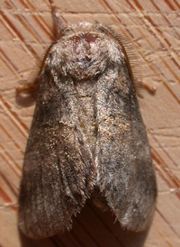 Common Gluphisia